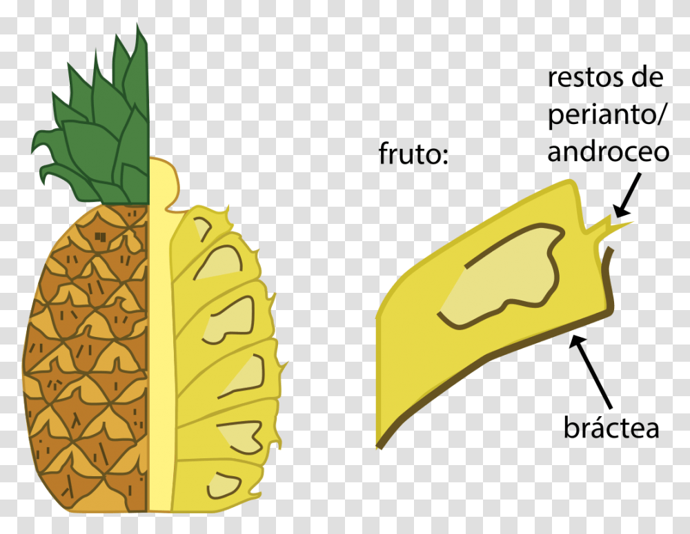 Morfologia De La, Plant, Fruit, Food, Pineapple Transparent Png
