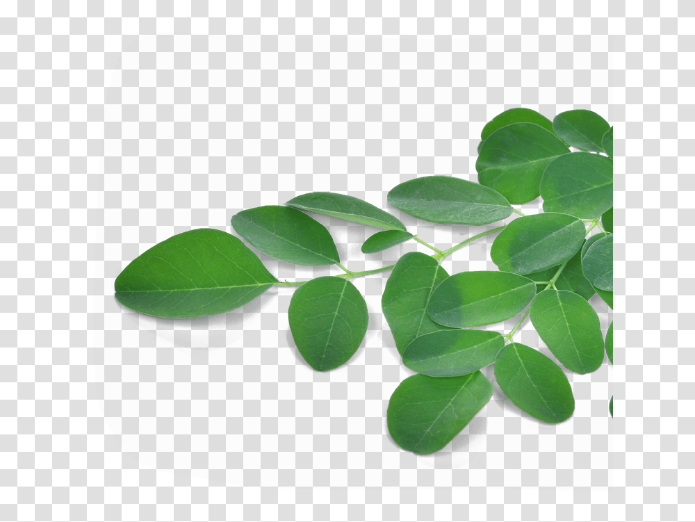 Moringa Oleifera 90 Caps Moringa Oleifera Leaf, Plant, Green, Flower, Blossom Transparent Png