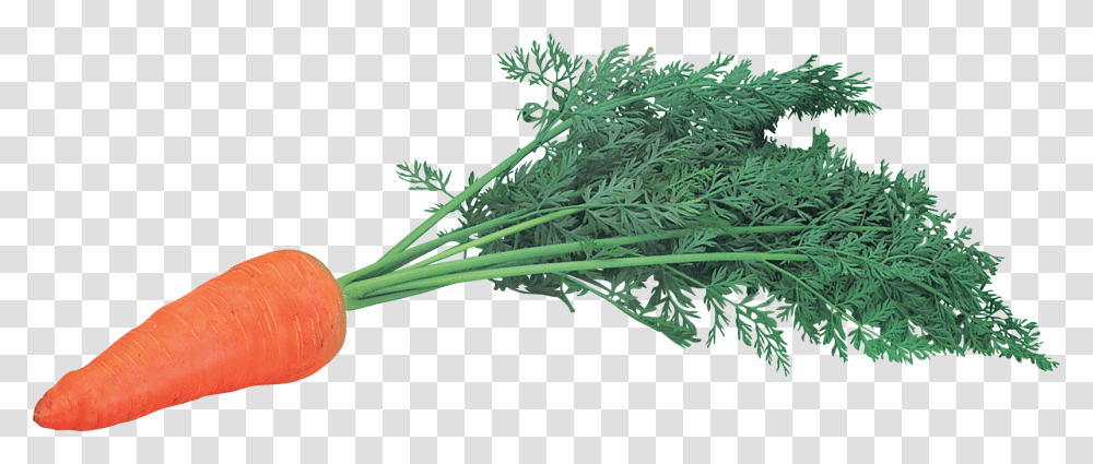 Morkov, Plant, Seasoning, Food, Dill Transparent Png
