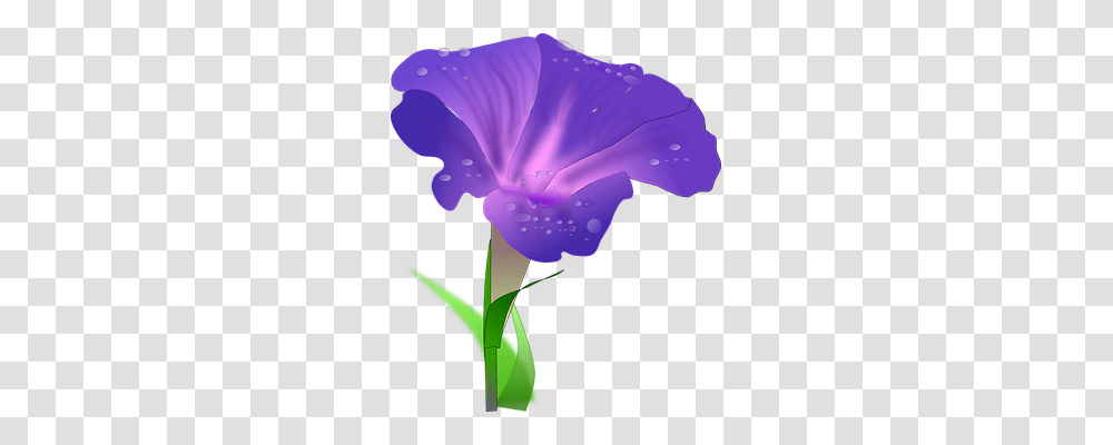 Morning Glory Nature, Plant, Geranium, Flower Transparent Png