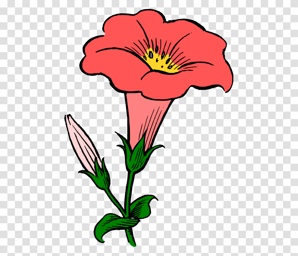 Morning Glory Clipart, Plant, Flower, Blossom, Petal Transparent Png