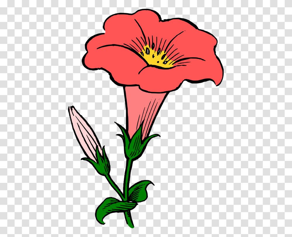 Morning Glory Drawing Youtube Art Water Spinach, Plant, Flower, Blossom, Petal Transparent Png