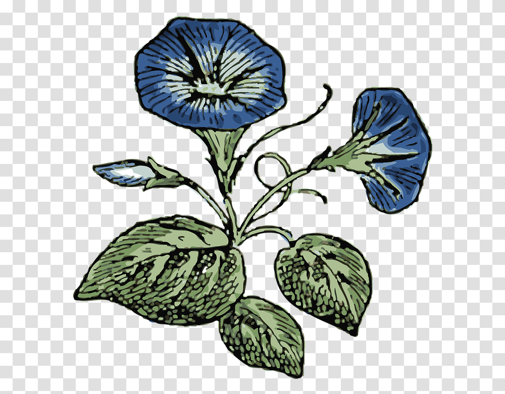 Morning Glory Flowers Free Vector Graphic On Pixabay Morning Glory Clip Art, Plant, Leaf, Vegetation, Acanthaceae Transparent Png