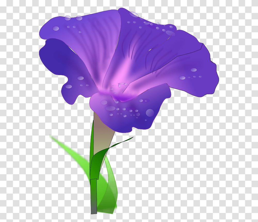 Morning Glory Free Download Vector, Plant, Geranium, Flower, Blossom Transparent Png