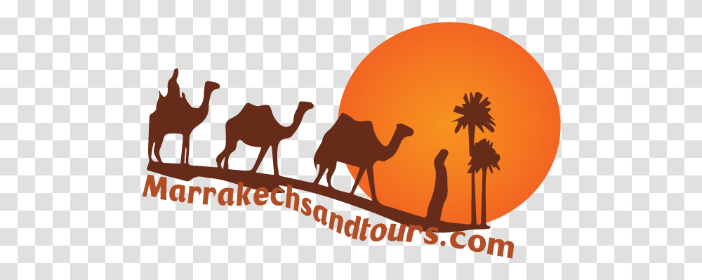 Morocco Tours Trips In Desert Arabian Camel, Mammal, Animal, Poster, Advertisement Transparent Png