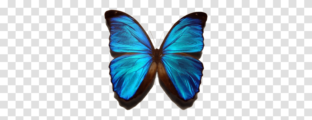 Morpho And Vectors For Free Download Dlpngcom Background Butterfly, Insect, Invertebrate, Animal, Person Transparent Png