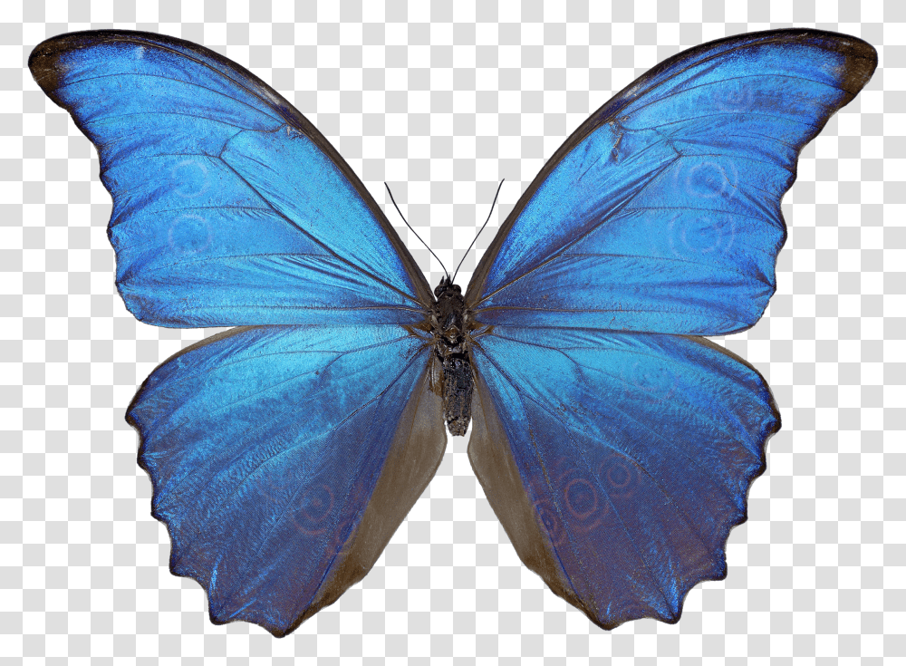Morpho Butterfly Butterfly Transparent Png