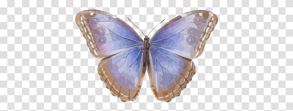 Morpho Helenor Menelaus Blue Morpho, Insect, Invertebrate, Animal, Butterfly Transparent Png