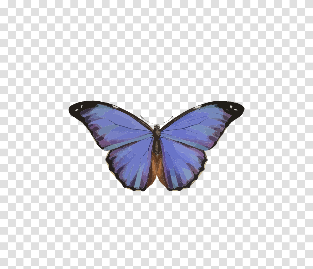 Morpho Menelaus, Animals, Insect, Invertebrate, Butterfly Transparent Png