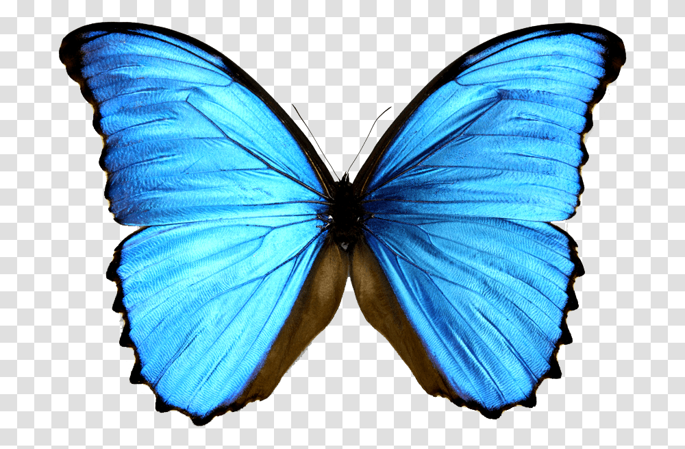 Morpho Menelaus Morphinae Blue Blue And Black Butterfly, Insect, Invertebrate, Animal, Monarch Transparent Png