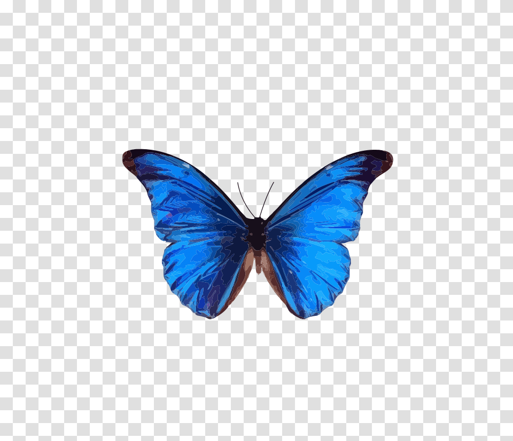 Morpho Rhetenor, Nature, Butterfly, Insect, Invertebrate Transparent Png