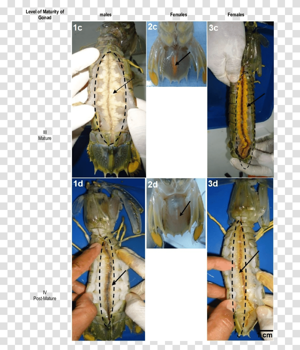Morphology Of Mantis Shrimp, Animal, Seafood, Crawdad, Sea Life Transparent Png
