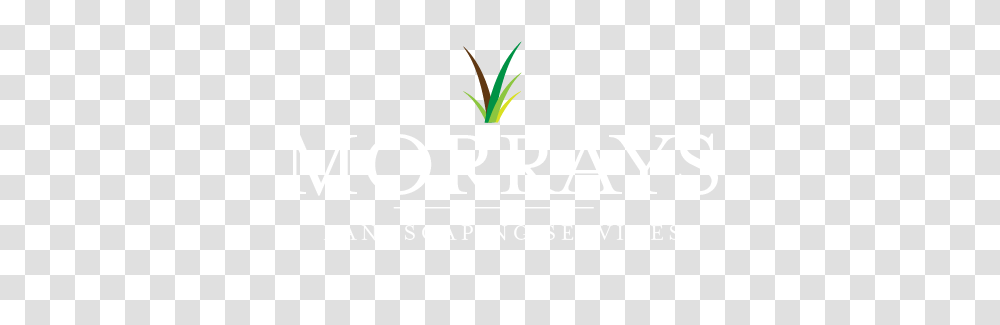 Morrays Garden Landscaping Services, Plant, Green, Moss Transparent Png