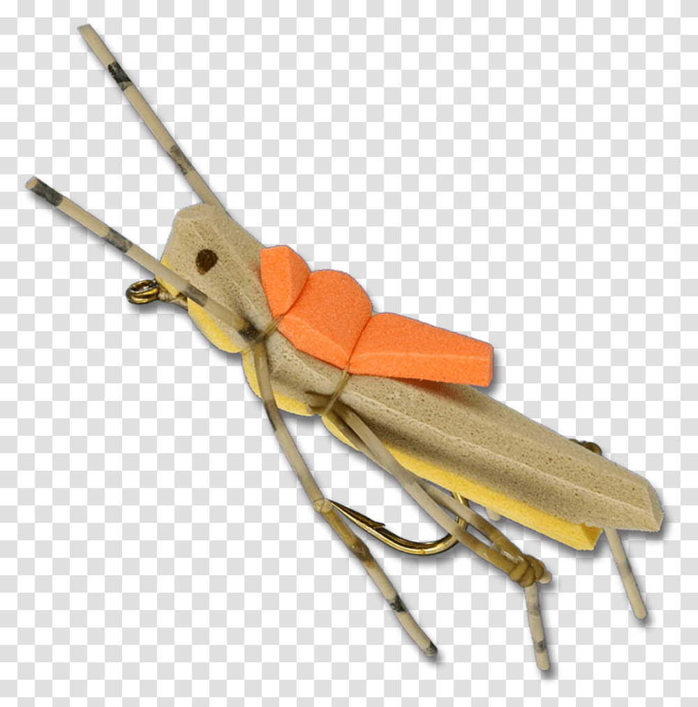Morrish Hopper Gold Soldier Beetle, Invertebrate, Animal, Insect Transparent Png