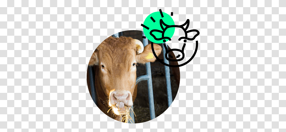 Mosa Meat Cow, Cattle, Mammal, Animal, Antelope Transparent Png