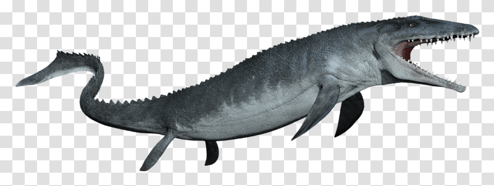 Mosasaurus Detail Header Mosasaurus, Whale, Mammal, Sea Life, Animal Transparent Png