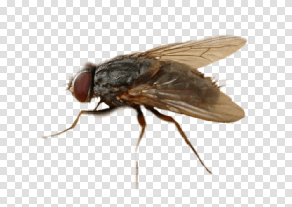 Mosca Freetoedit House Fly, Wasp, Bee, Insect, Invertebrate Transparent Png