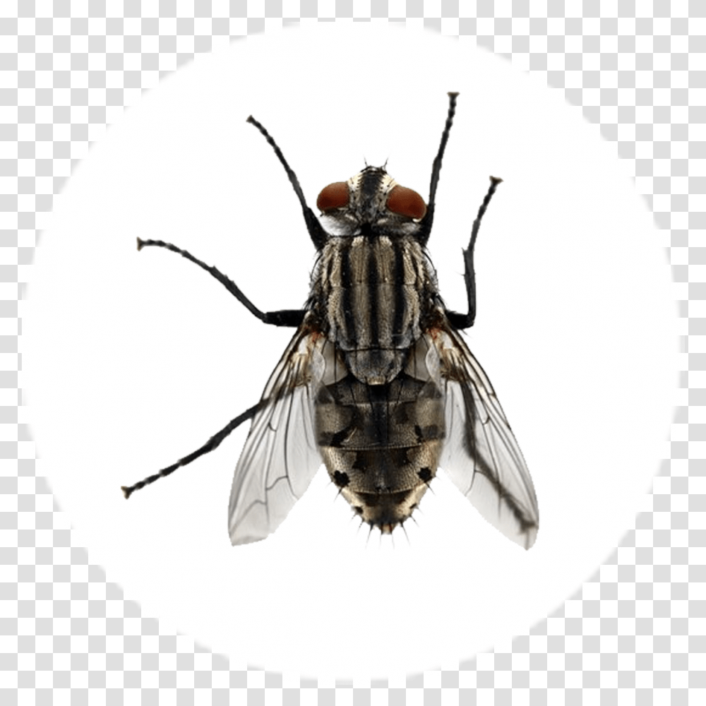 Mosca Large House Flies, Fly, Insect, Invertebrate, Animal Transparent Png
