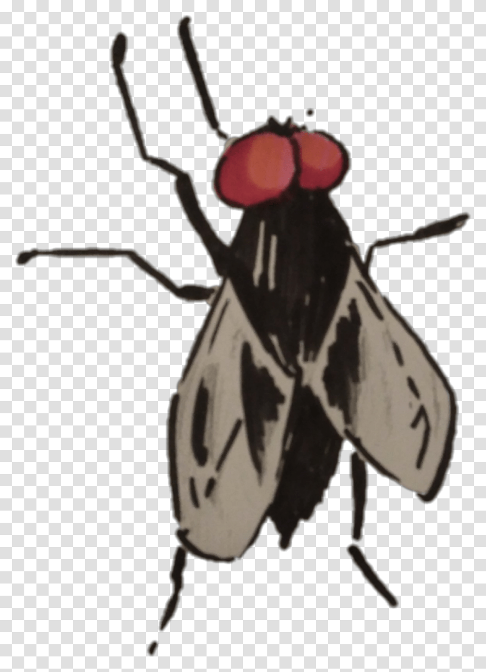 Mosca Mosca, Insect, Invertebrate, Animal, Bird Transparent Png