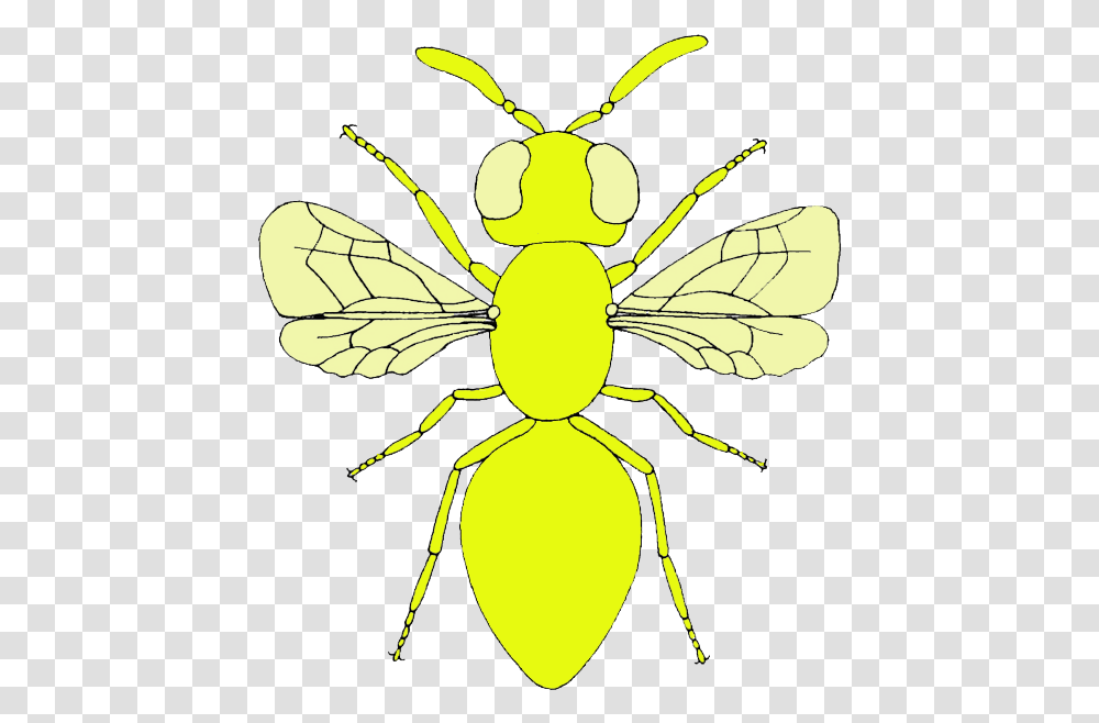 Moscas Net Winged Insects, Wasp, Bee, Invertebrate, Animal Transparent Png
