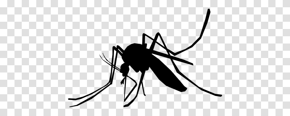 Mosquito Animals, Gray, World Of Warcraft Transparent Png