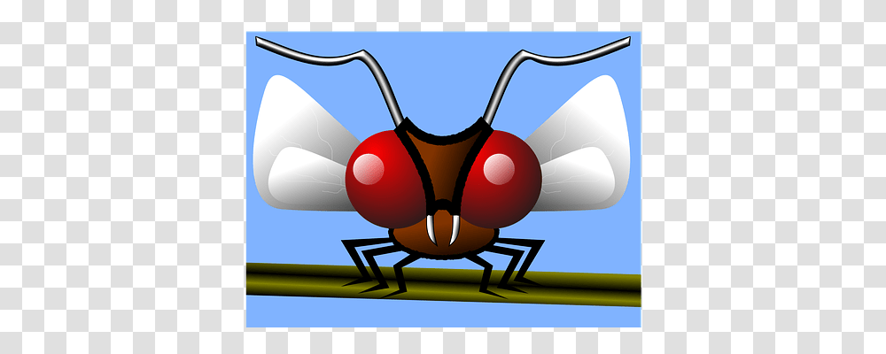 Mosquito Animals, Insect, Invertebrate, Cockroach Transparent Png