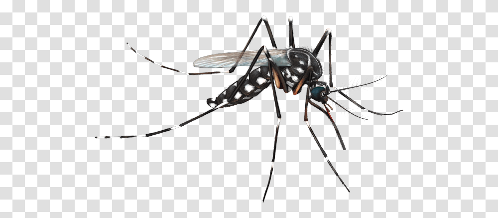 Mosquito Aedes Aegypti Mosquito, Insect, Invertebrate, Animal, Bow Transparent Png