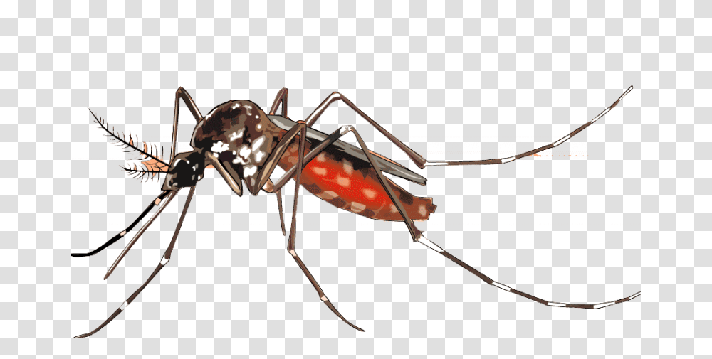 Mosquito Background Image, Bow, Insect, Invertebrate, Animal Transparent Png