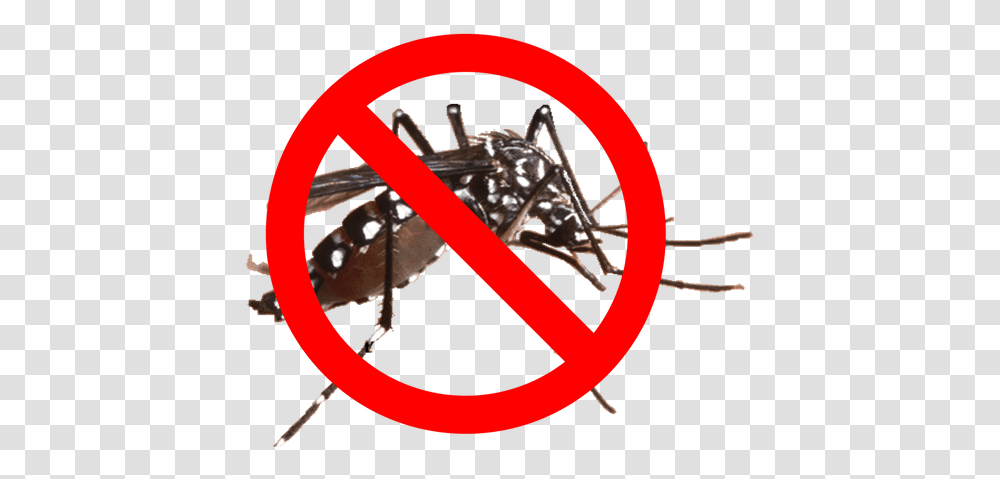 Mosquito Barrier Spray Dengue Mosquito In Nepal, Invertebrate, Animal, Insect, Spider Transparent Png