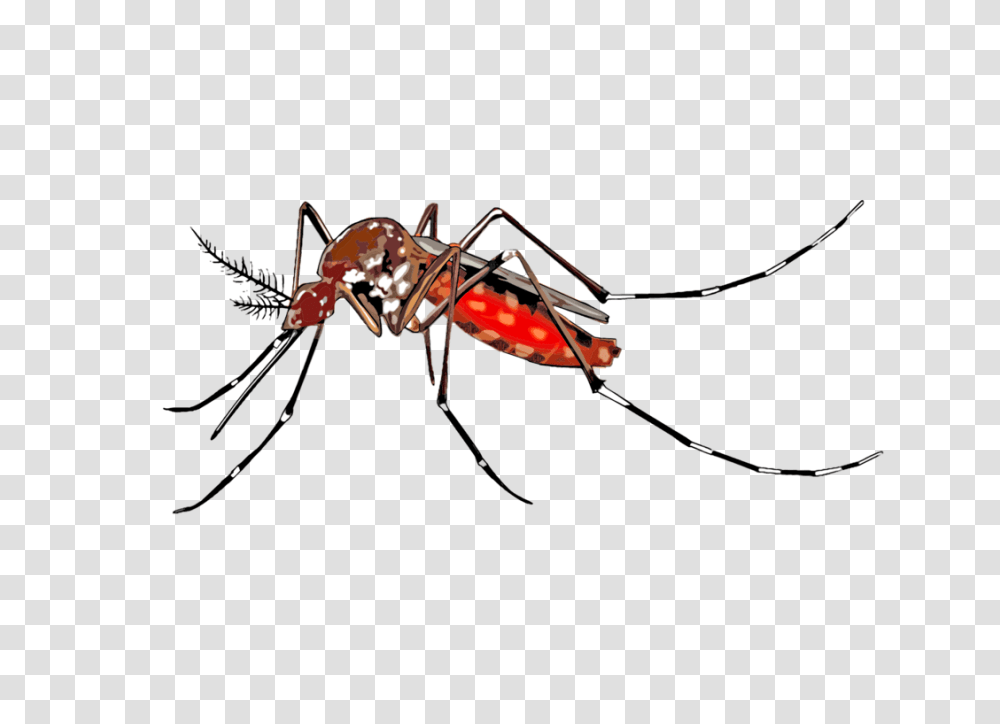 Mosquito Borne Disease Dengue Fever Wolbachia Insect Free, Invertebrate, Animal, Ant Transparent Png