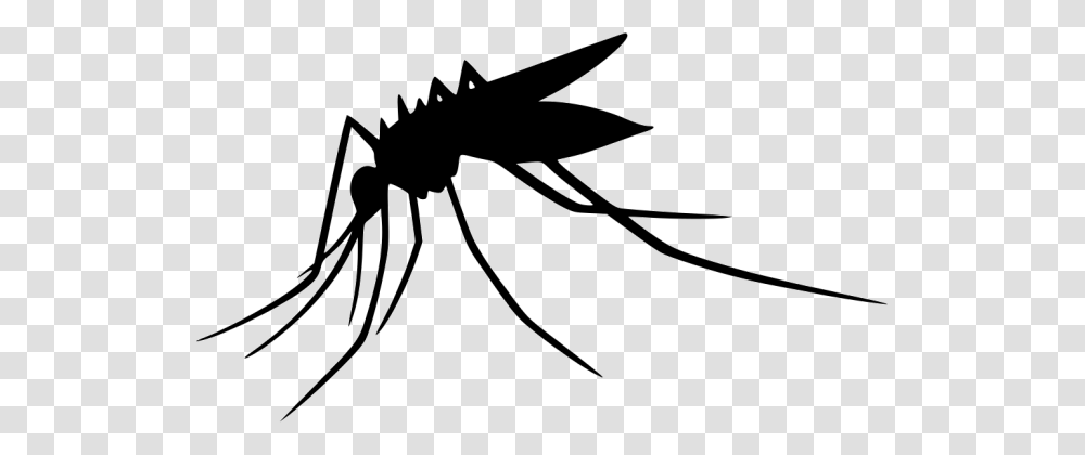 Mosquito, Bow, Animal, Invertebrate, Insect Transparent Png