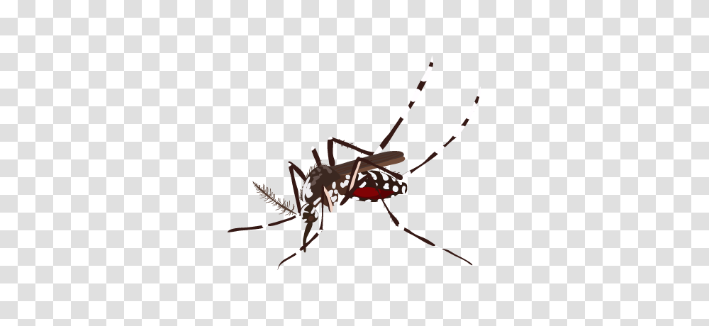 Mosquito, Bow, Insect, Invertebrate, Animal Transparent Png
