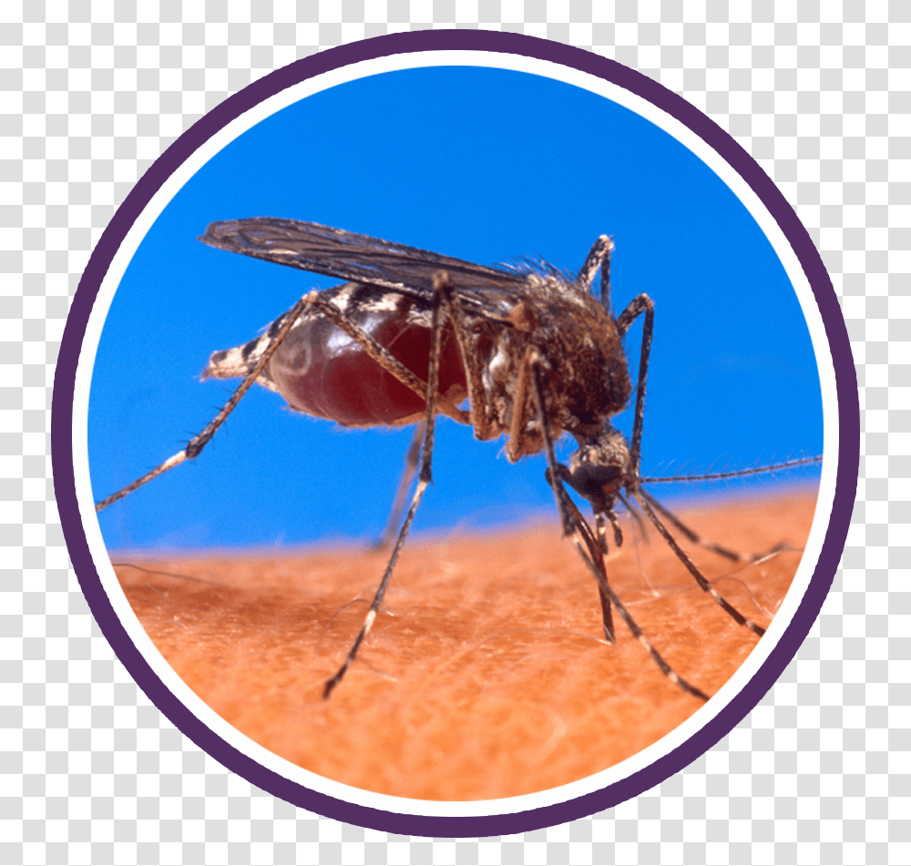 Mosquito Circle Most Dangerous Animals In Thailand, Insect, Invertebrate, Spider, Arachnid Transparent Png