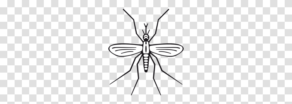 Mosquito Clip Art, Insect, Invertebrate, Animal Transparent Png