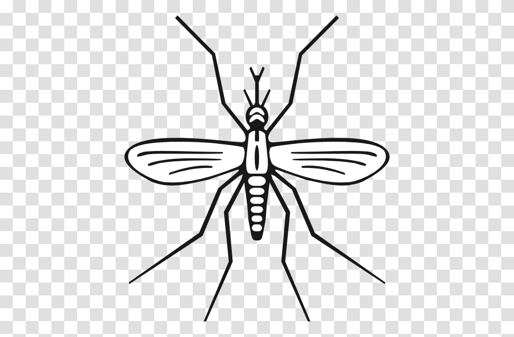 Mosquito Clip Art Mosquito, Insect, Invertebrate, Animal, Spider Transparent Png