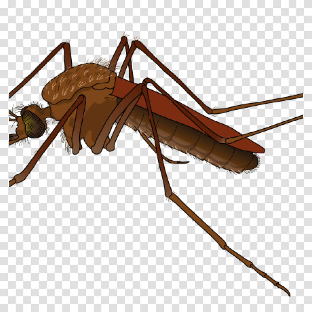 Mosquito Clipart Free Clipart Download, Insect, Invertebrate, Animal, Bow Transparent Png