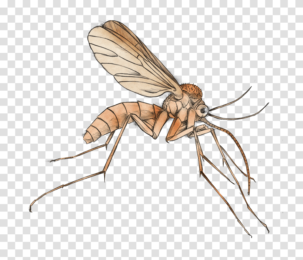 Mosquito Clipart, Insect, Invertebrate, Animal, Wasp Transparent Png