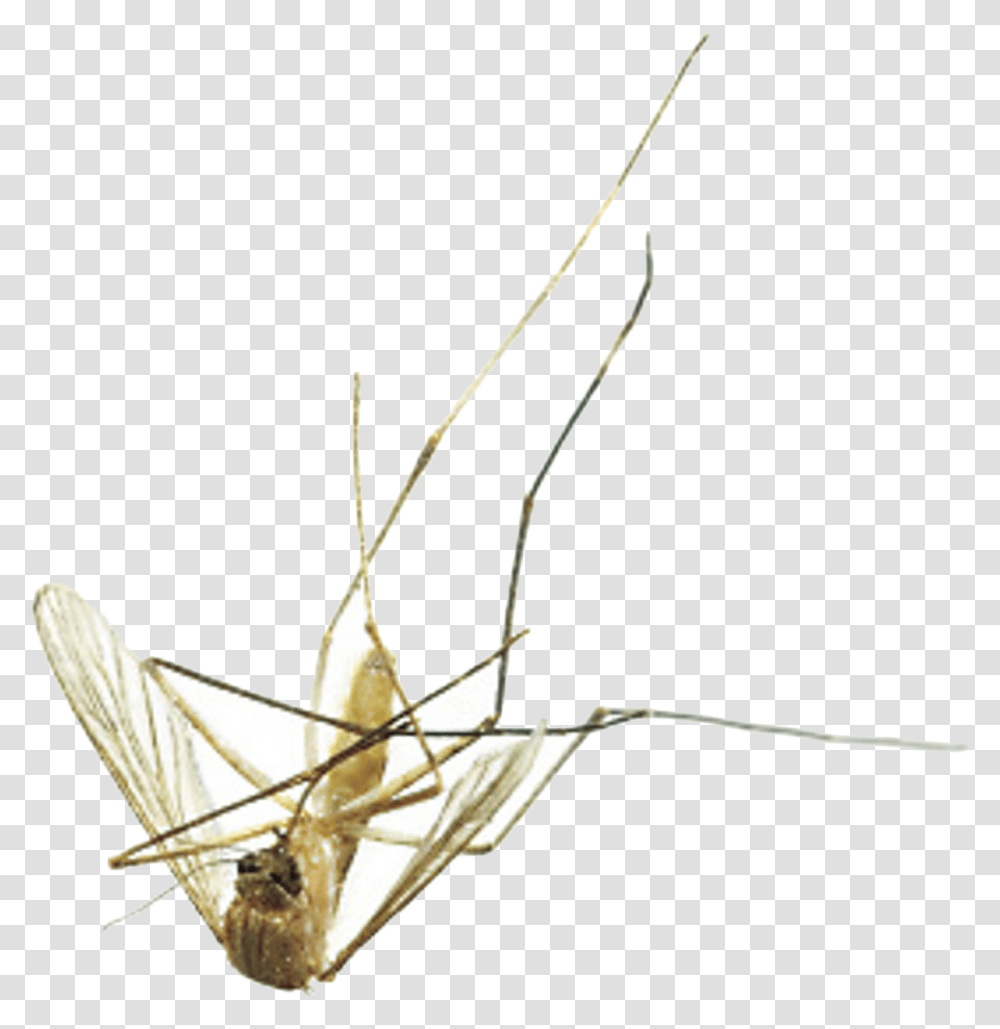 Mosquito Dead Mosquito, Insect, Invertebrate, Animal, Cricket Insect Transparent Png
