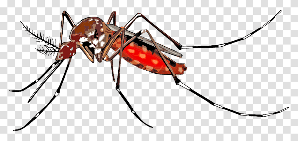 Mosquito Dengue Mosquito Images, Bow, Insect, Invertebrate, Animal Transparent Png