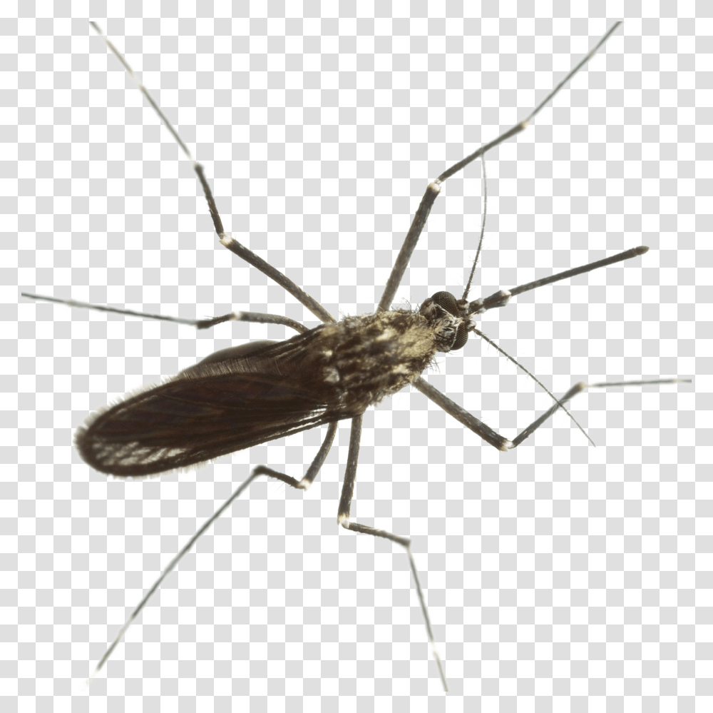 Mosquito Download Image Arts, Insect, Invertebrate, Animal, Spider Transparent Png