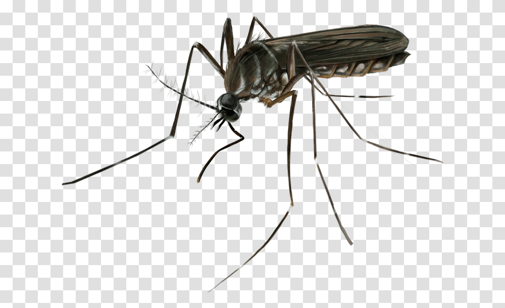 Mosquito Download Mosquito, Insect, Invertebrate, Animal, Spider Transparent Png