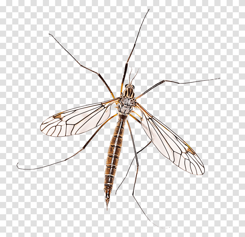 Mosquito Drawing Step By A Cartoon Blood Crane Fly, Insect, Invertebrate, Animal, Spider Transparent Png