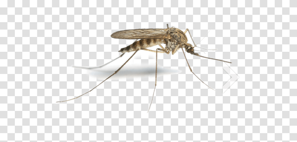 Mosquito Free Image, Insect, Invertebrate, Animal Transparent Png