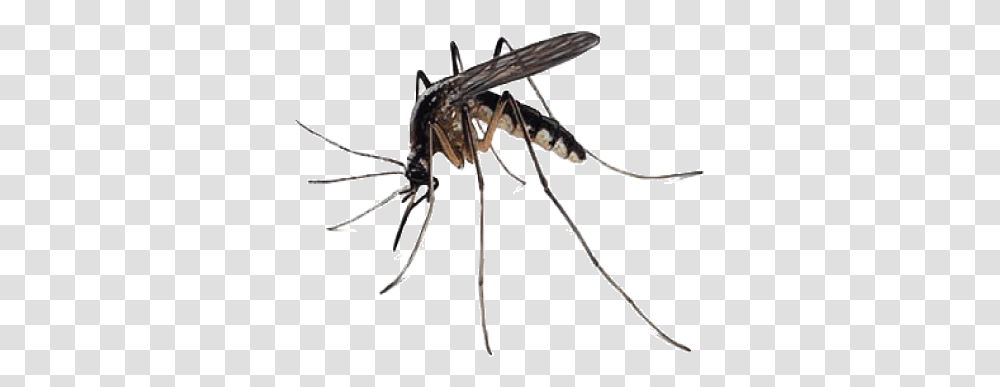 Mosquito Free Images Mosquito, Bow, Insect, Invertebrate, Animal Transparent Png