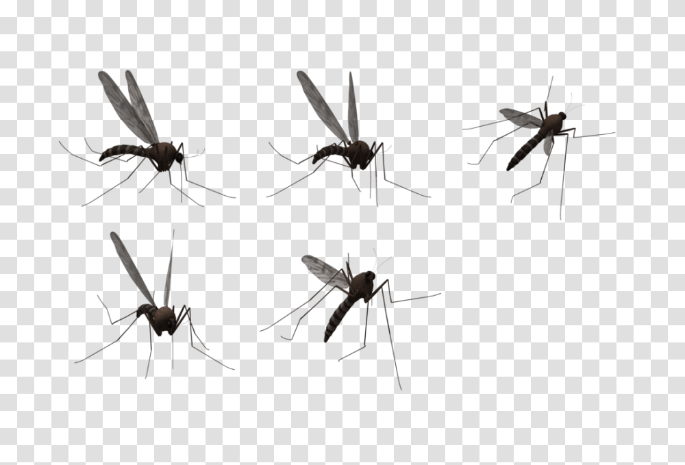 Mosquito HD, Insect, Spider, Invertebrate, Animal Transparent Png