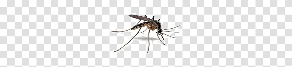 Mosquito Hd Mosquito Hd Images, Insect, Invertebrate, Animal, Gun Transparent Png