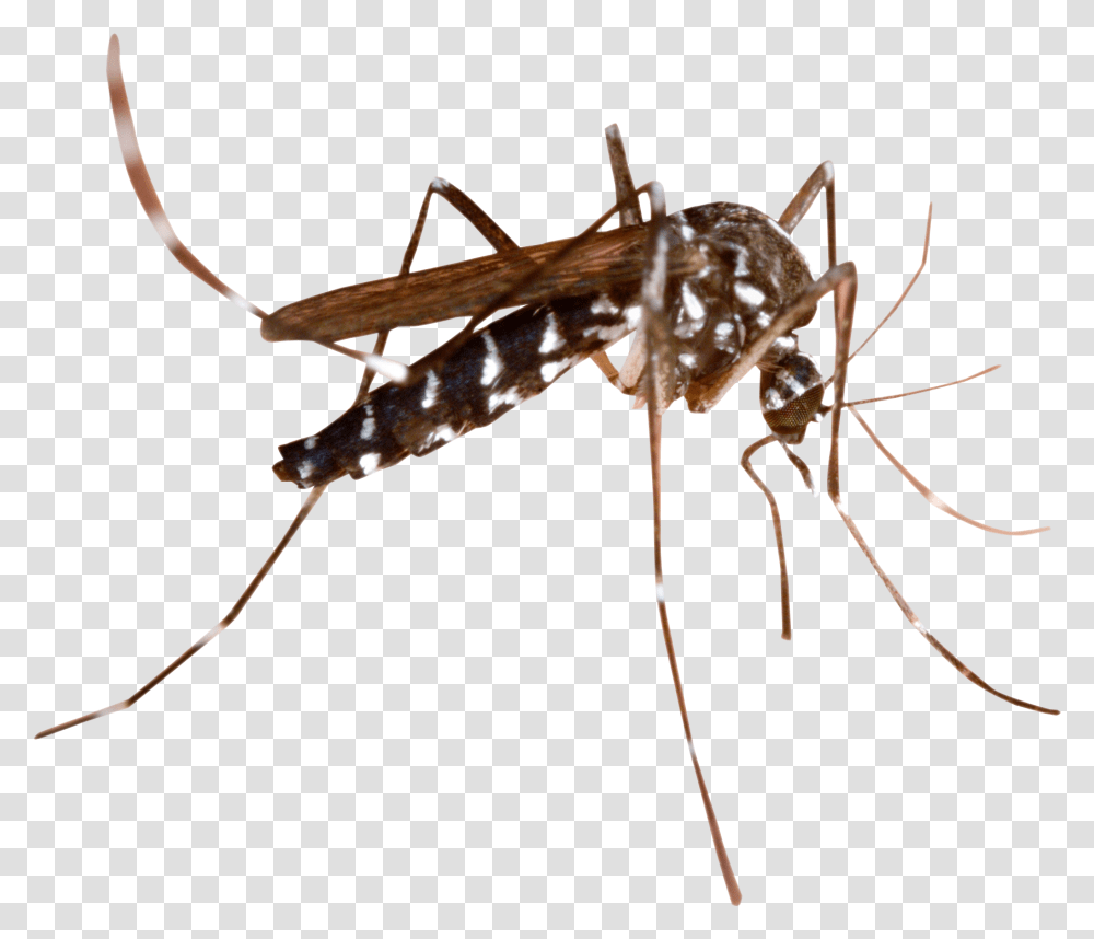 Mosquito Image Background Mosquito, Insect, Invertebrate, Animal, Spider Transparent Png