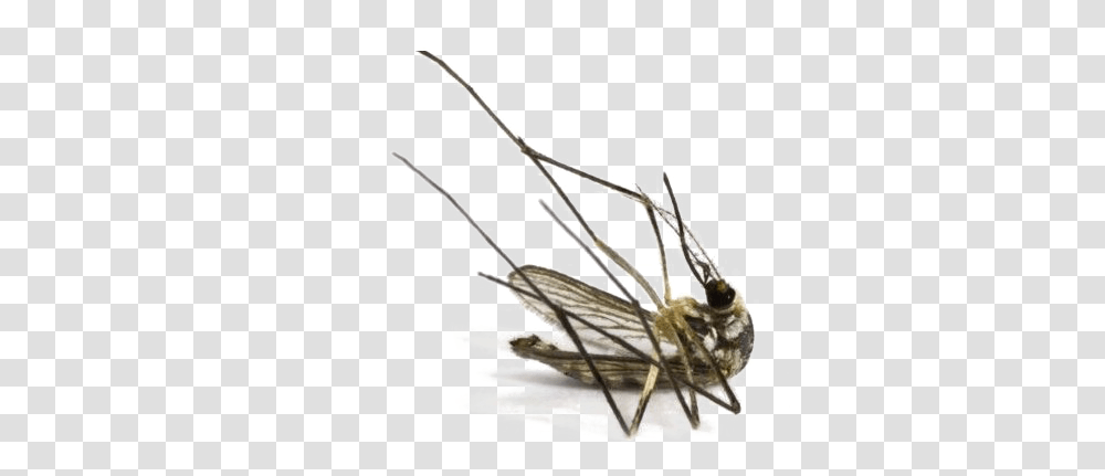 Mosquito Image Dead Mosquito, Construction Crane, Insect, Invertebrate, Animal Transparent Png