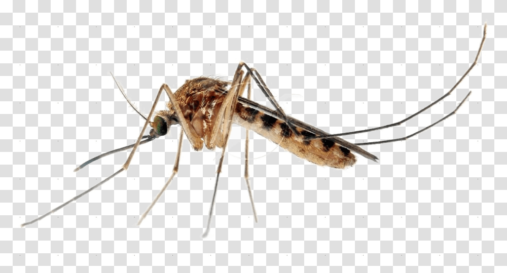 Mosquito Images Background Mosquito, Insect, Invertebrate, Animal, Construction Crane Transparent Png