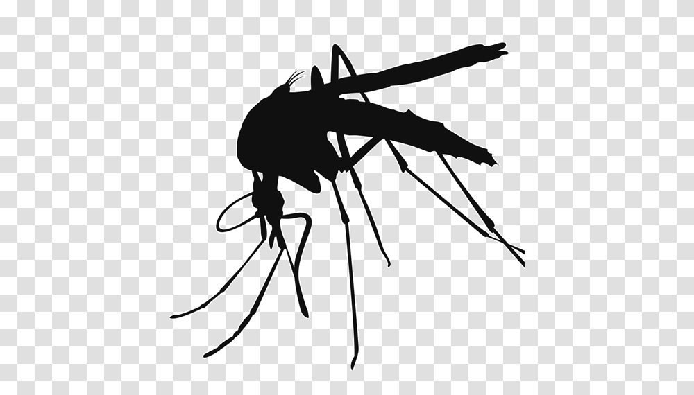 Mosquito Images, Bow, Insect, Invertebrate, Animal Transparent Png